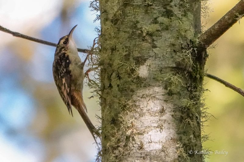 Brown Creeper at Nisqually NWR