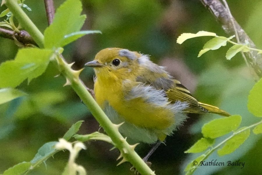 Northern Yellow Warbler at Nisqually NWR