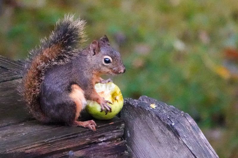Squirrels gallery