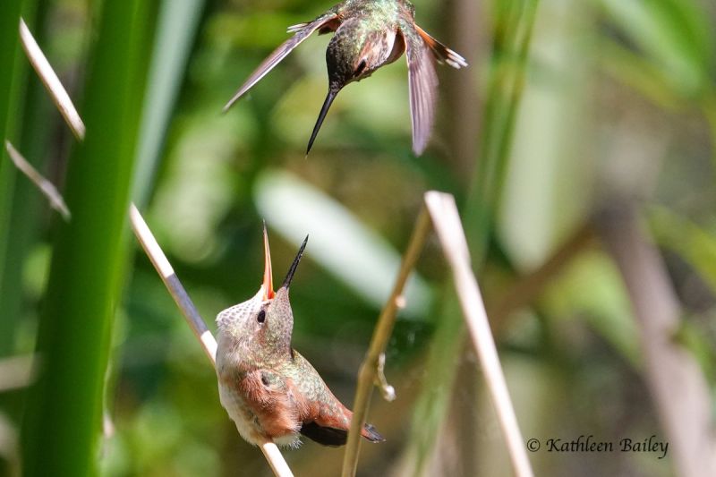 Rufous Hummingbird at Nisqually NWR