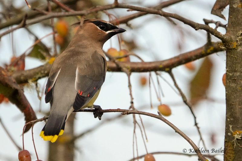 Cedar Waxwing at Nisqually NWR