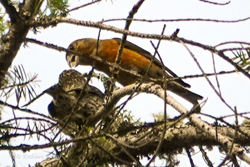 Red Crossbill at Scatter Creek Wildlife Area