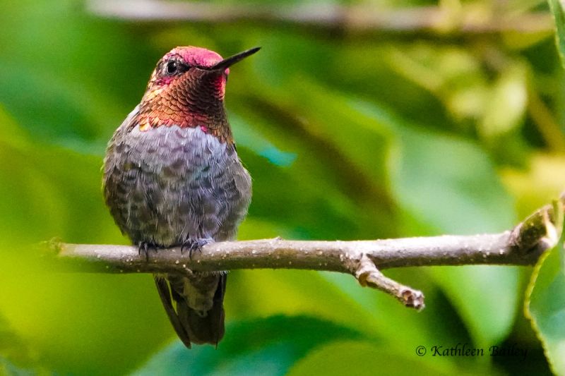 Anna's Hummingbird at Black Lake Meadows