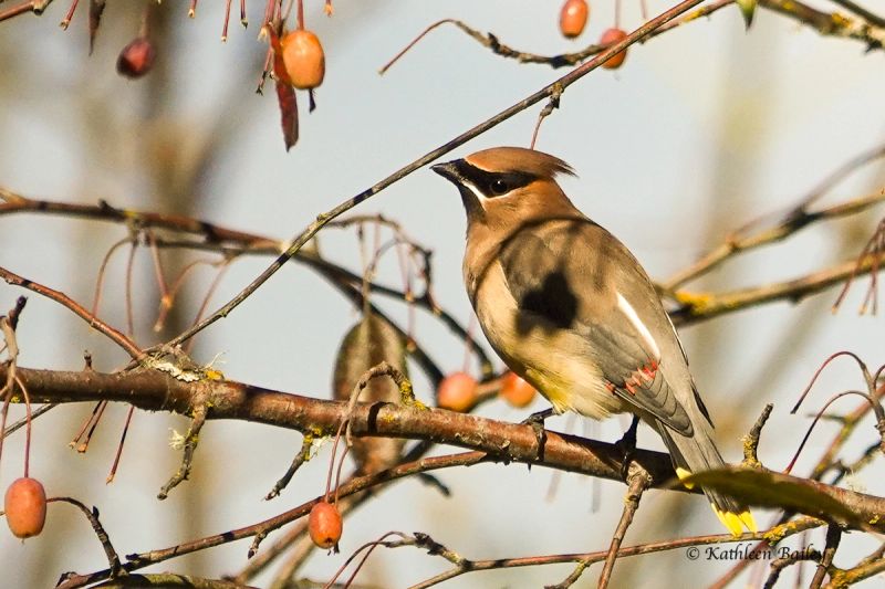 Cedar Waxwing at Nisqually NWR