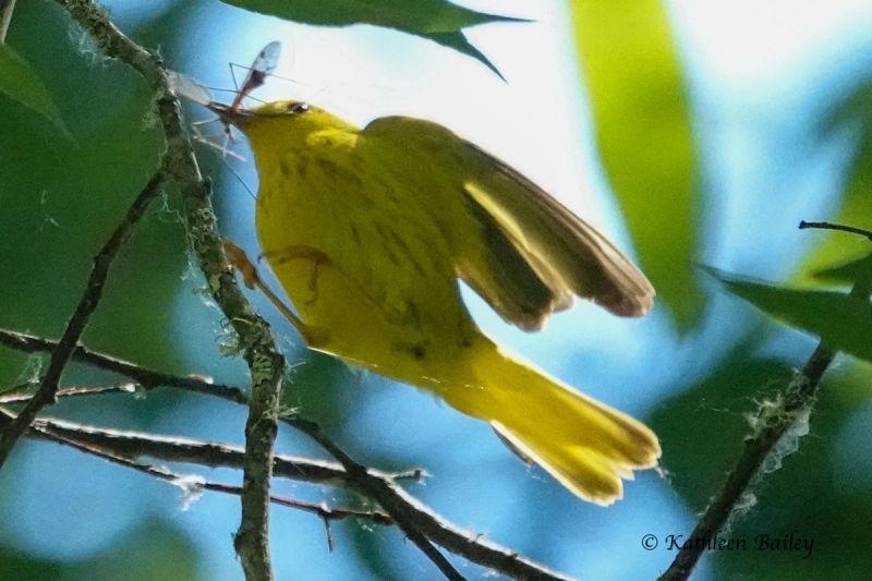 Songbirds gallery