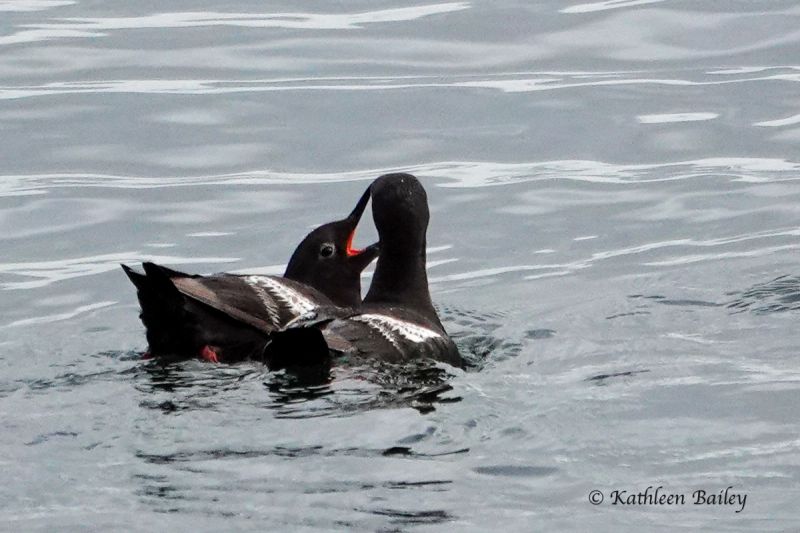 Pigeon Guillemot at Beachcrest