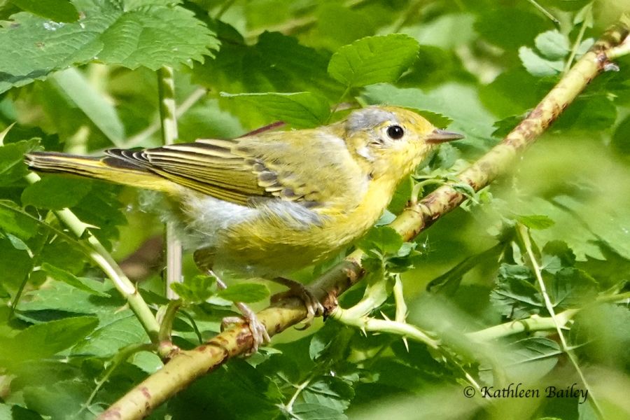 Northern Yellow Warbler at Nisqually NWR