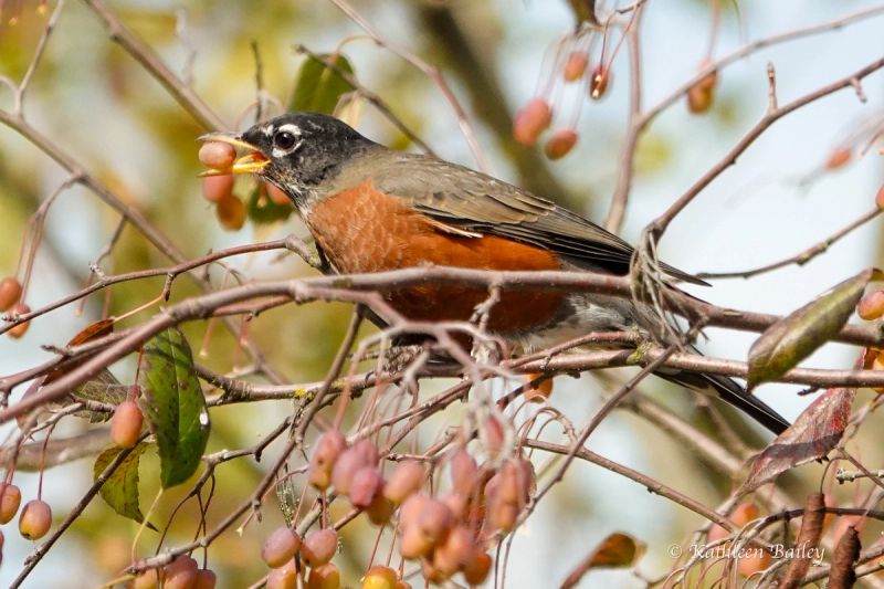 American Robin