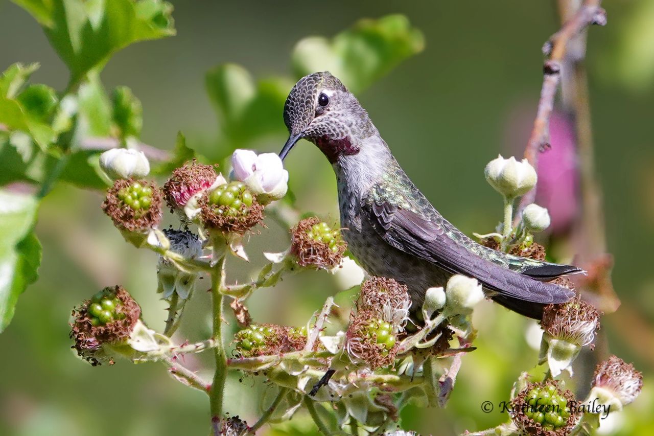 Anna's Hummingbird at Black Lake Meadows