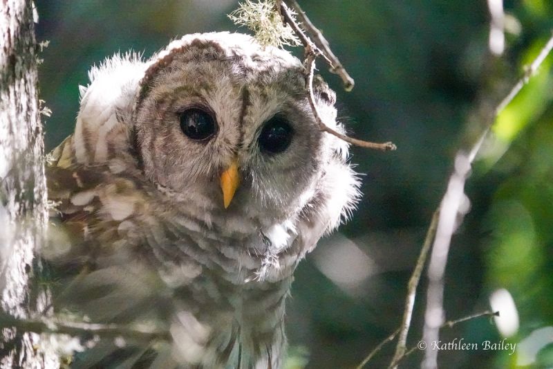 Owls gallery