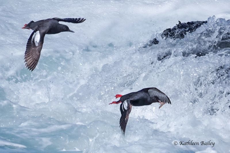 Pigeon Guillemot at West Cliff Dr. Santa Cruz, CA