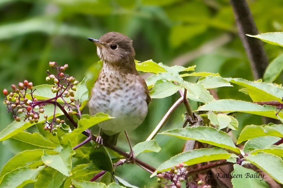 Swainson's Thrush
