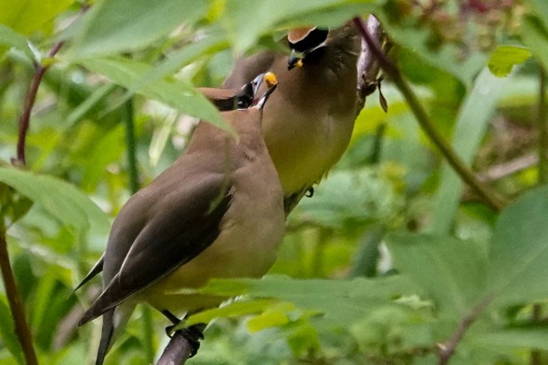 Cedar Waxwing at Nisqually NWR