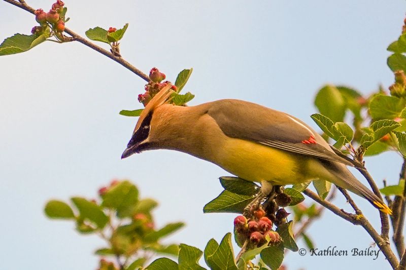 Cedar Waxwing at Black Lake Meadows