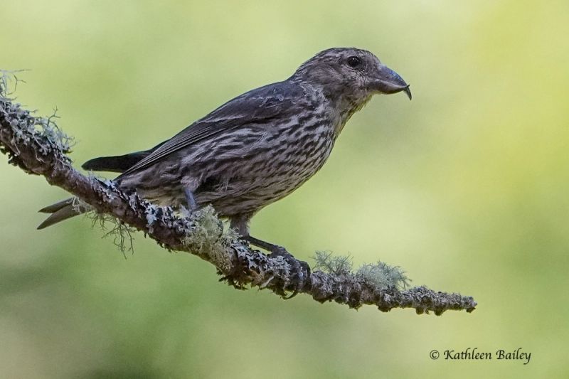 Red Crossbill at Scatter Creek Wildlife Area
