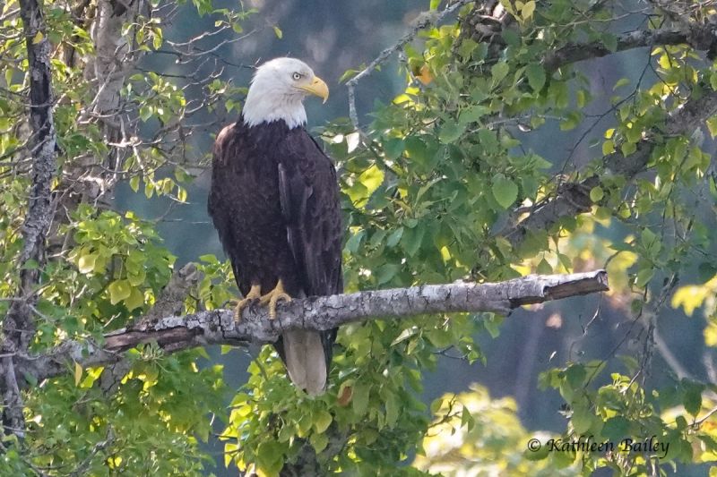 Bald Eagle at Deschutes River, Tumwater Historical Park