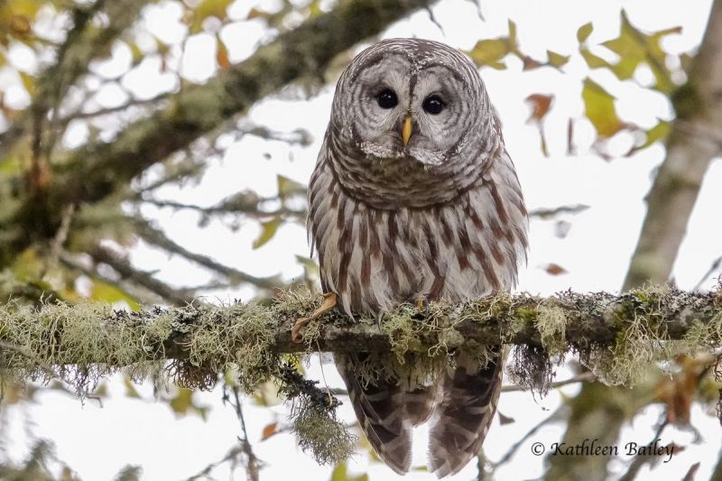 Owls gallery