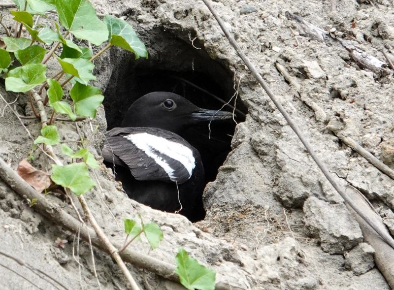 Pigeon Guillemot at Beachcrest