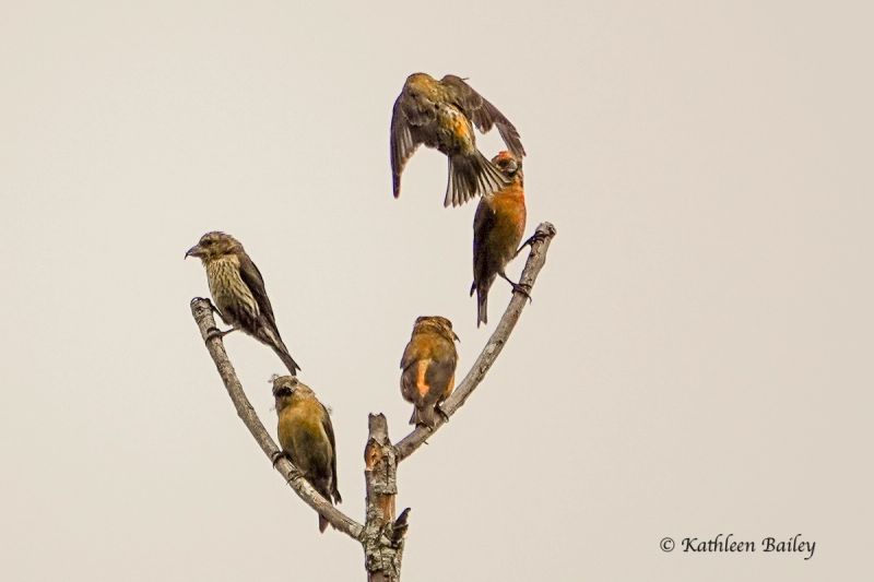 Red Crossbill at Scatter Creek Wildlife Area