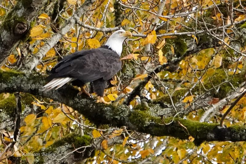 Bald Eagle