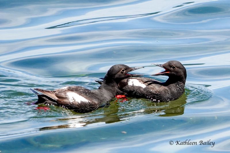 Seabirds gallery