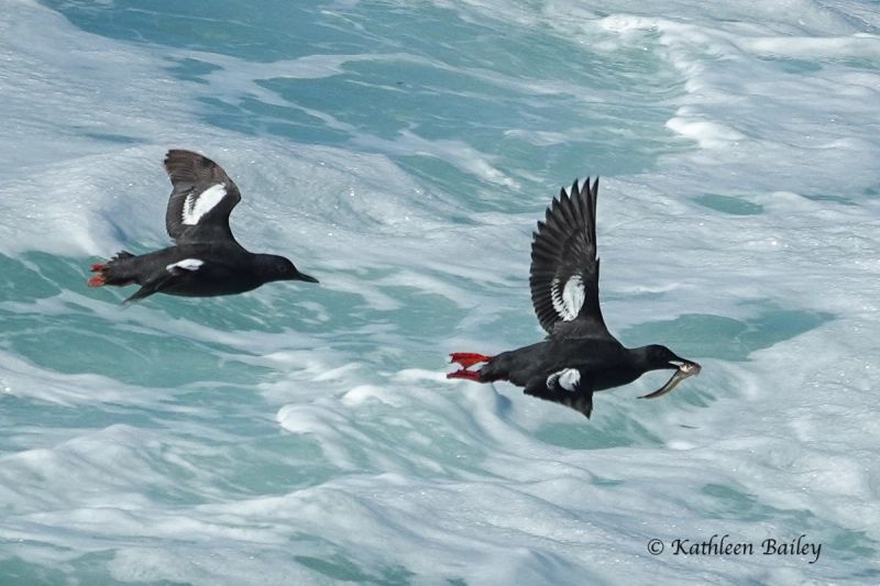 Pigeon Guillemot at West Cliff Dr. Santa Cruz, CA