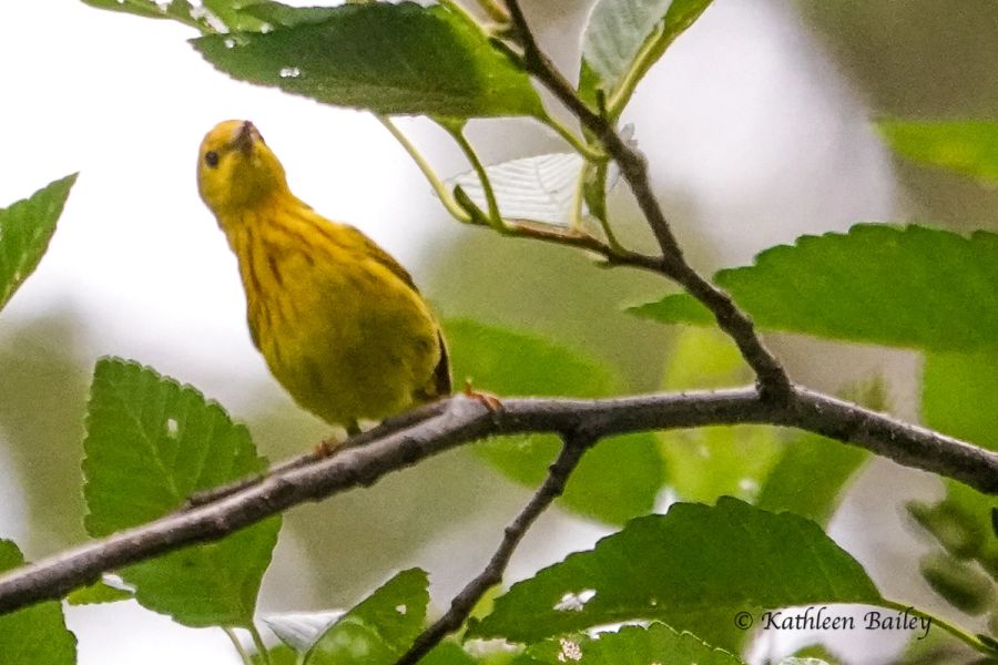 Northern Yellow Warbler at Nisqually NWR