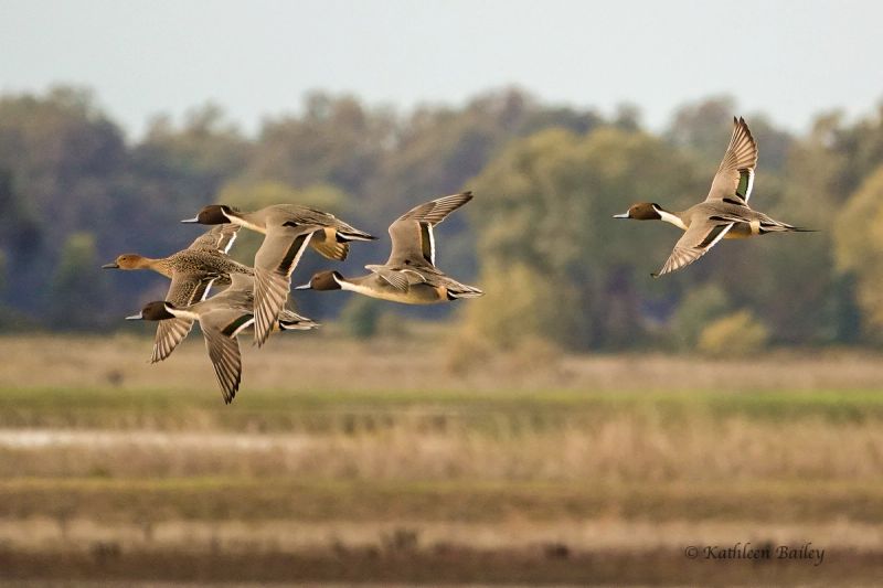 Northern Pintail at Llana Seco