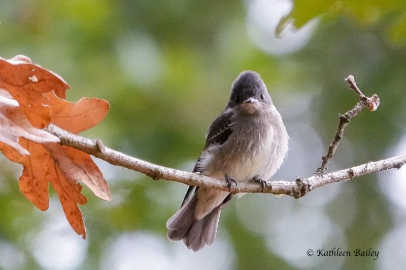 Western Wood-Pewee at Scatter Creek Wildlife Area