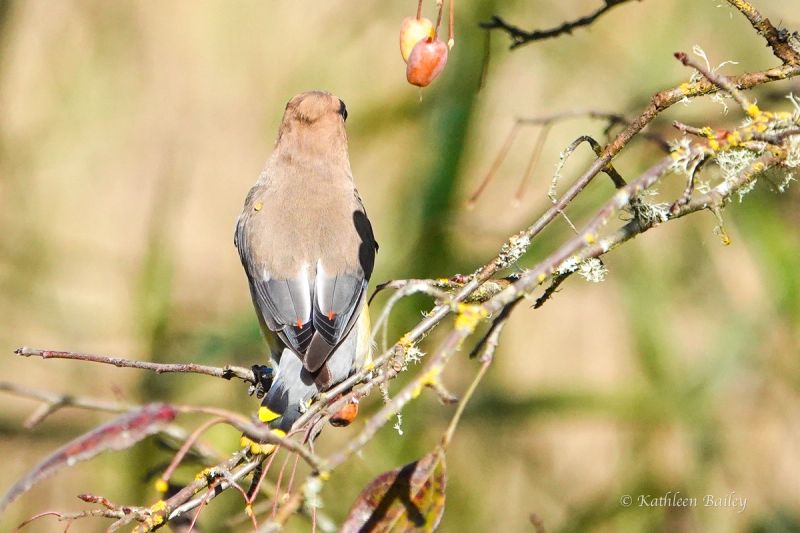 Nisqually NWR