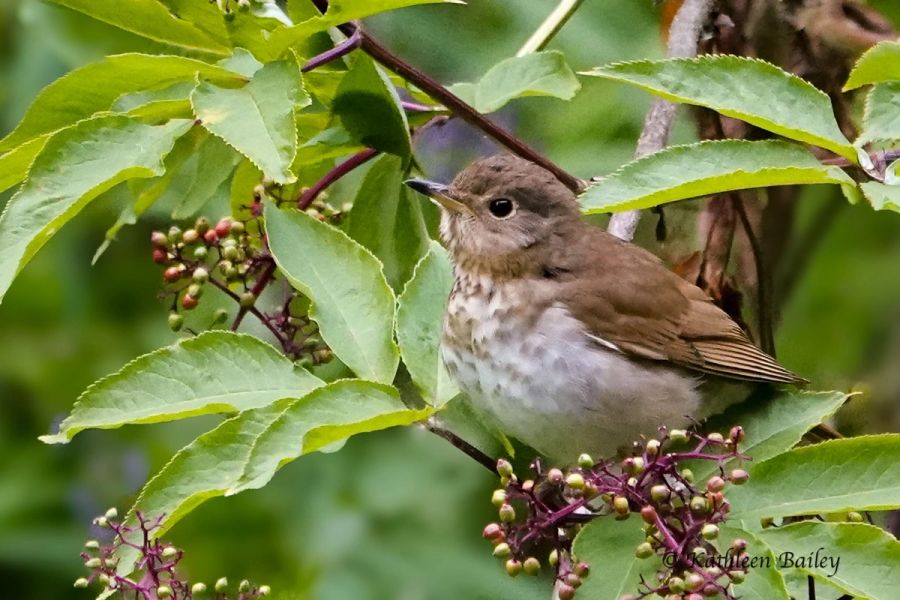 Swainson's Thrush at Nisqually NWR