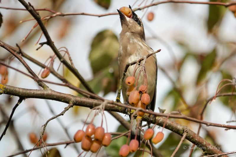 Cedar Waxwing at Nisqually NWR