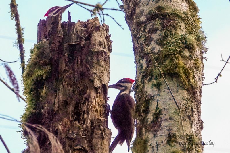 Pileated Woodpecker