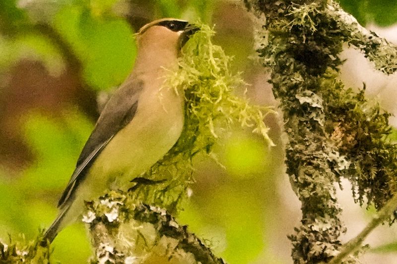 Cedar Waxwing at Nisqually NWR