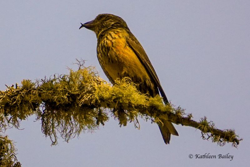Red Crossbill at Scatter Creek Wildlife Area