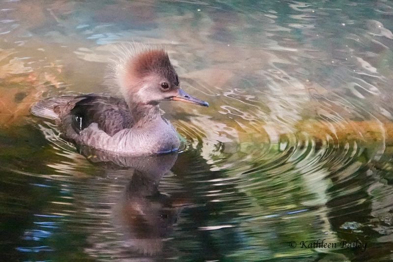 Hooded Merganser at Nisqually NWR