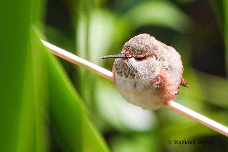 Rufous Hummingbird at Nisqually NWR