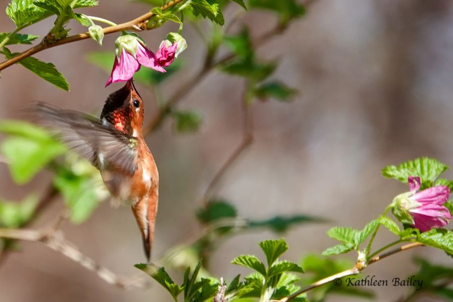 Rufous Hummingbird at Nisqually NWR