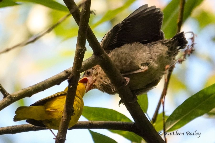 Brown-headed Cowbird