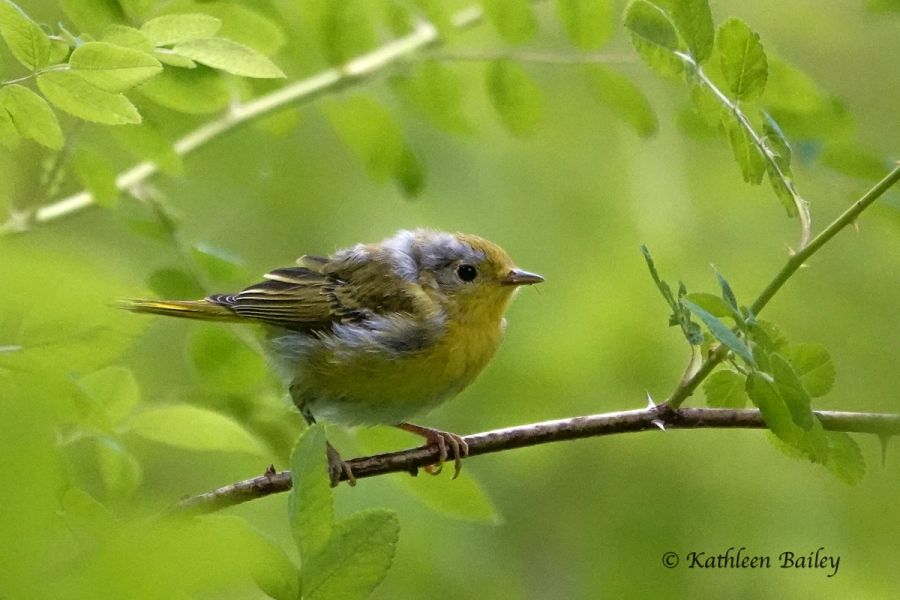 Northern Yellow Warbler at Nisqually NWR