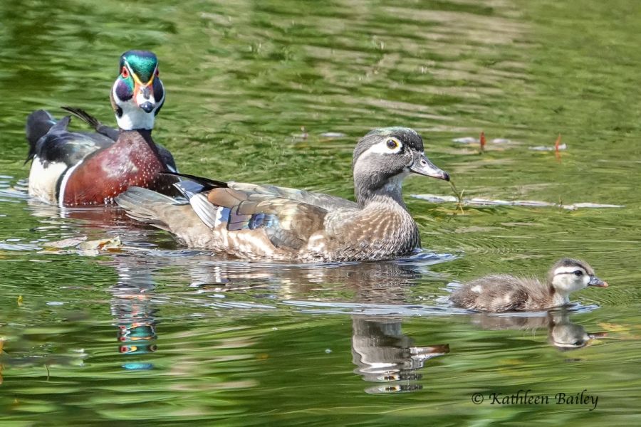 Wood Duck at McLane Creek