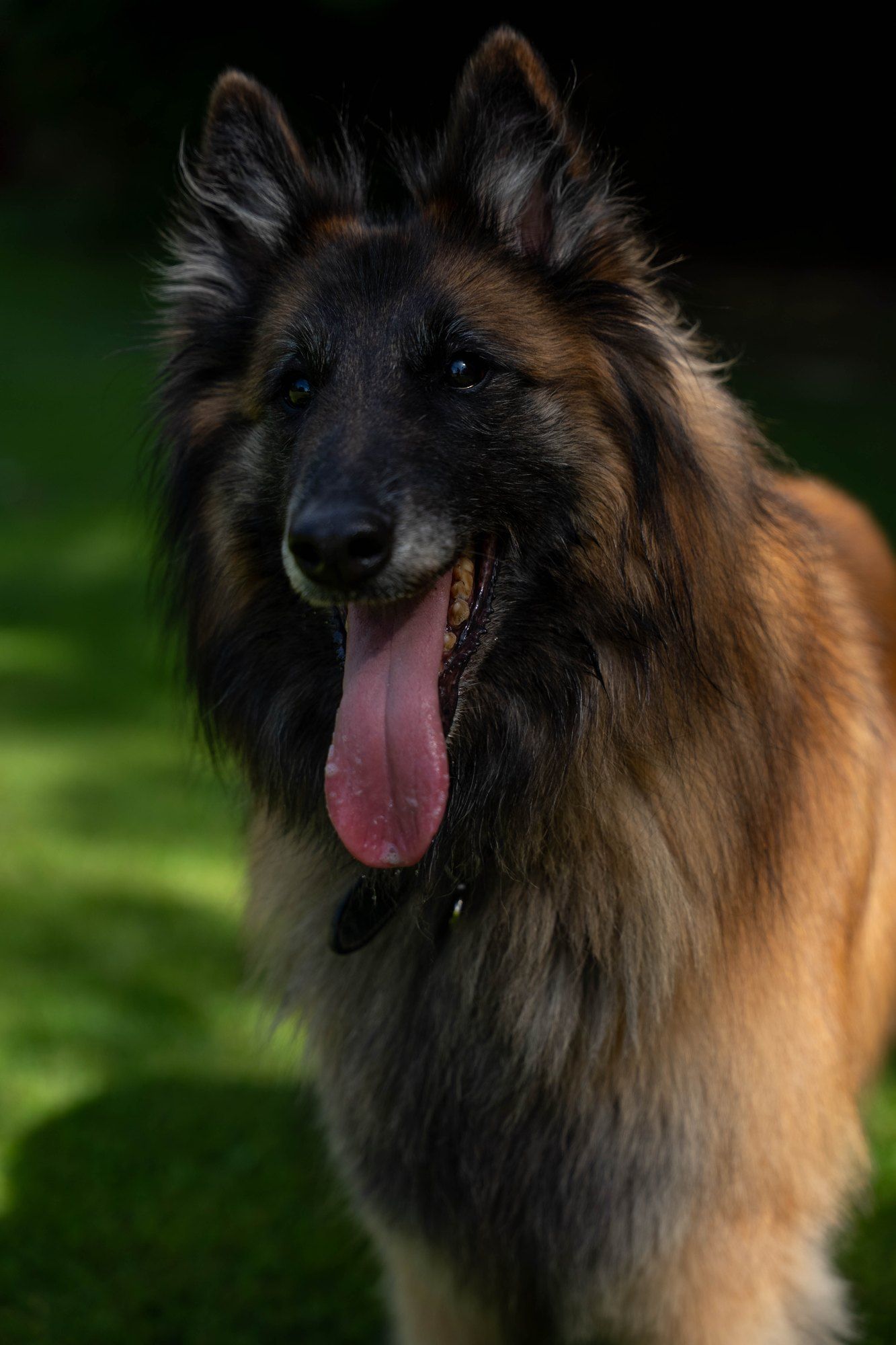 Portrait d'un chien de berger
