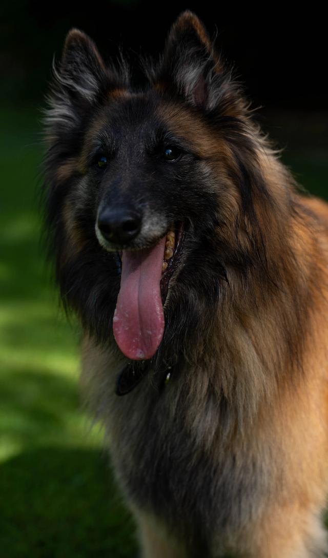 chien
