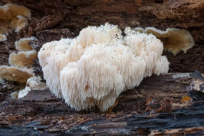 Lions Mane Mushrooms
