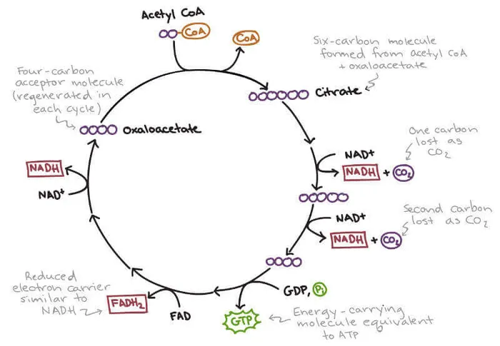 krebs (TCA) cycle