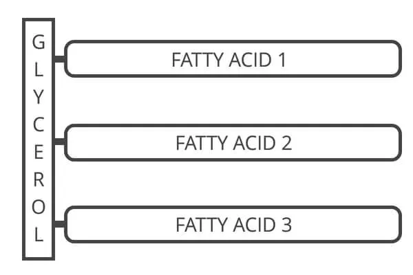 triglycerides
