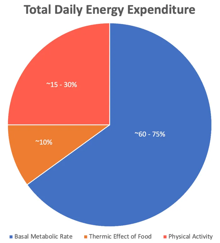 total daily energy expenditure components