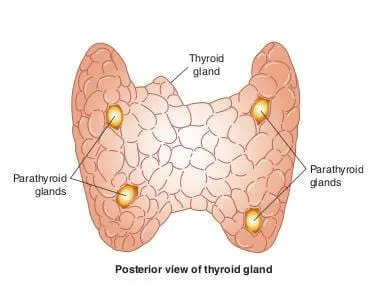 thyroid and parathyroid glands