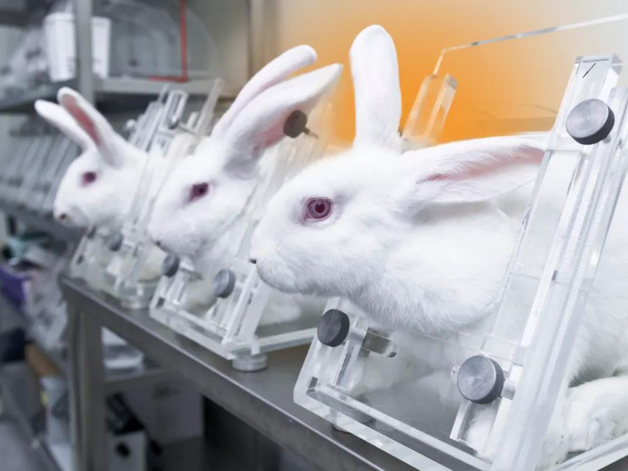 Rabbits used in cosmetic ingredient testing