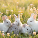 Think Animal Testing for Beauty Is Banned in the UK? Think Again.